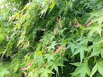 イロハモミジ 紅葉 苗木 1 Amazon.co.jp: 苗/苗木 イロハモミジ 樹高0.5m前後 10.5cmポット